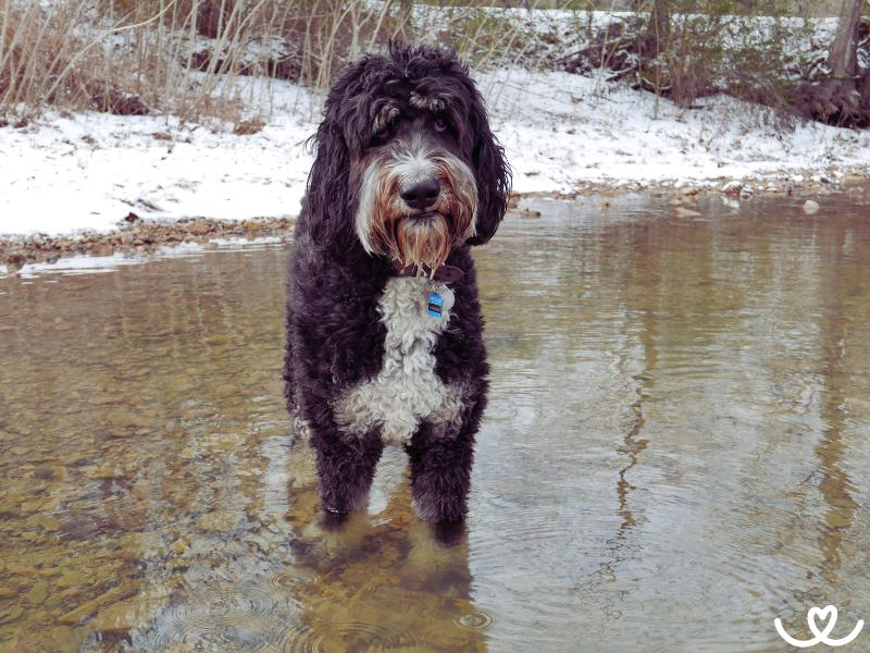 Psi-plemeno-bernedoodle (10)